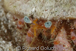 Blue-Eye Hermit Crab-Canon 5D-100mm Macro with MacroMate,... by Richard Goluch 